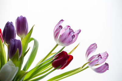 Close-up of purple tulips against white background