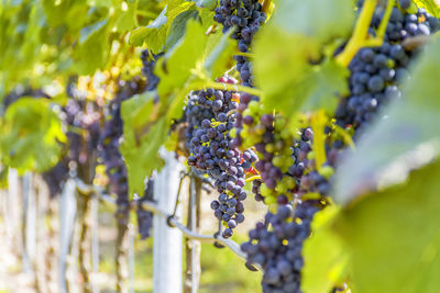 Close-up of grapes growing in vineyard