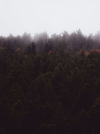 Trees in forest against sky