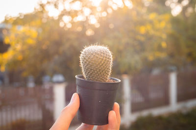 Close-up of hand holding succulent plant