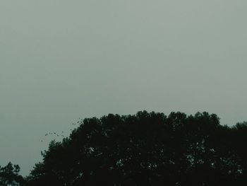 Low angle view of trees against clear sky