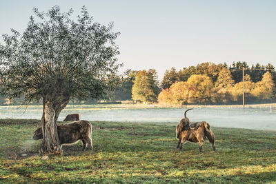 Highland cattle standing on field