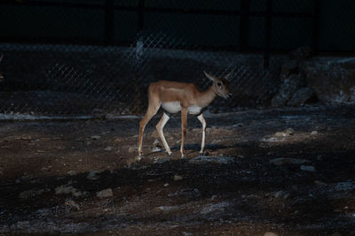 Deer at bannerghatta national park bangalore running in the zoo. forest wildlife sanctuaries