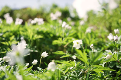 Close-up of white flowering plants on field