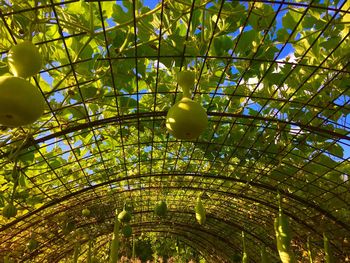 Low angle view of fruits hanging on tree