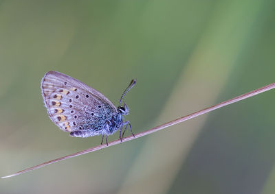 Close-up of butterfly on leaf