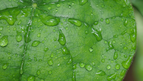 Close-up of wet leaves