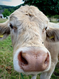 Close-up of cow on field