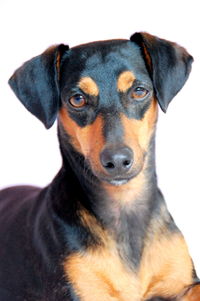 Close-up portrait of a cat
