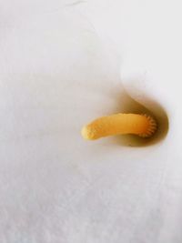 Close-up of yellow flower over white background