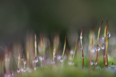 Close-up of wet plants on field