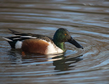 Close-up of duck swimming in lake