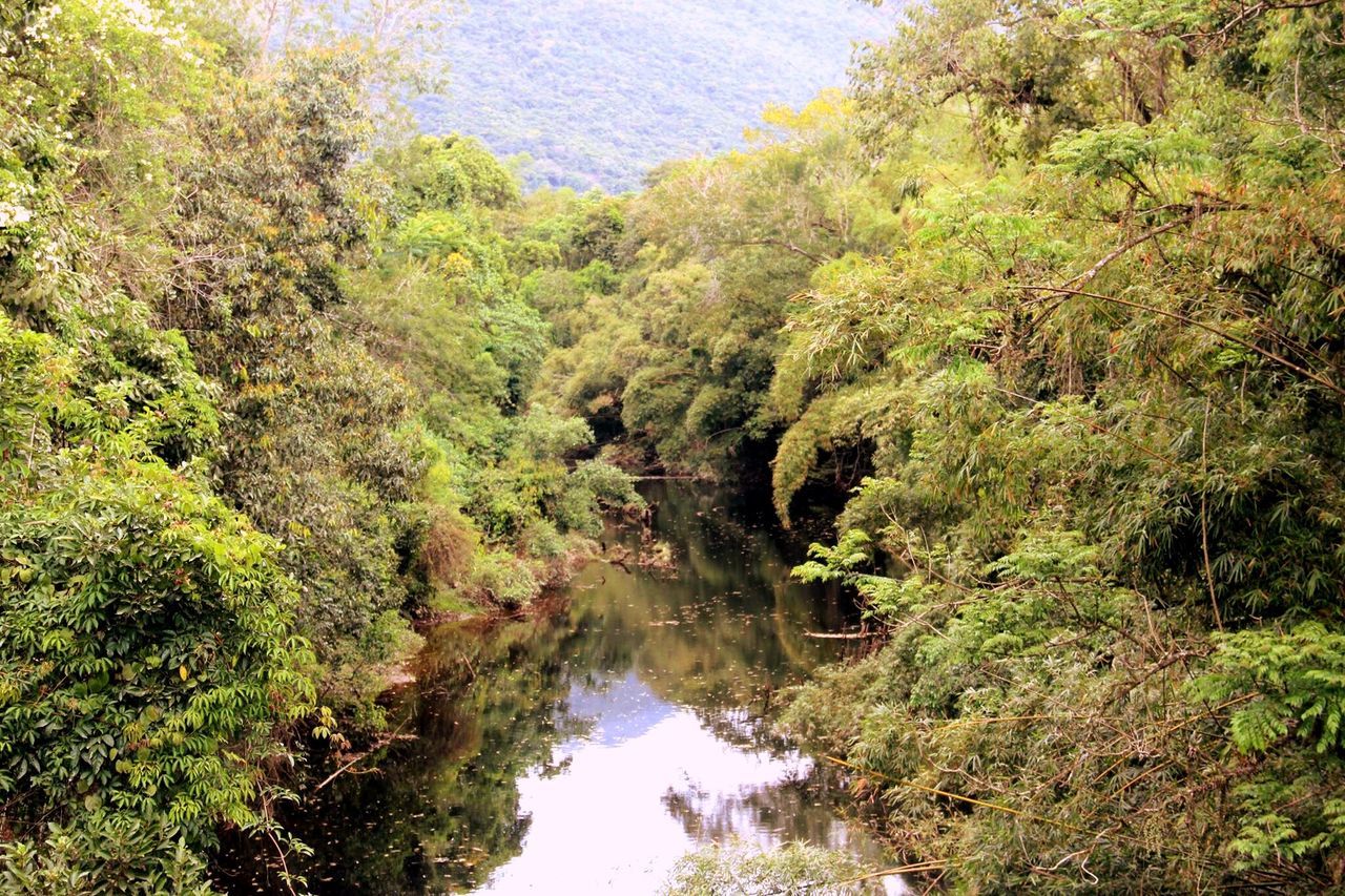 water, tranquil scene, tranquility, tree, forest, stream, scenics, non-urban scene, tourism, beauty in nature, travel destinations, nature, reflection, green color, idyllic, ethereal, river, vacations, woodland, growth, wilderness, day, mountain, wilderness area, calm, flowing, outdoors, narrow, lush foliage, majestic, canal