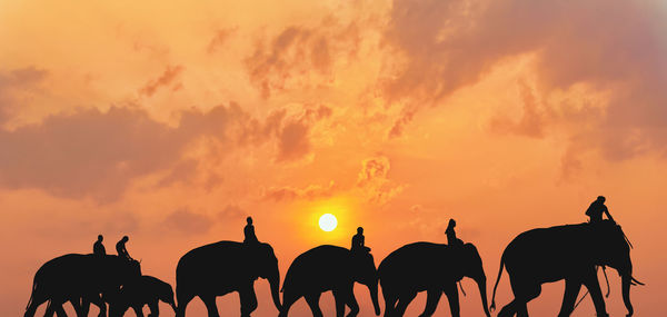 Silhouette people by birds on land against sky during sunset