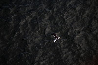 High angle view of person swimming in water