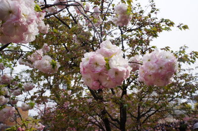 Low angle view of pink cherry blossoms in spring