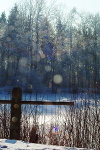 Fence by trees against sky