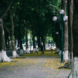 Street amidst trees in park