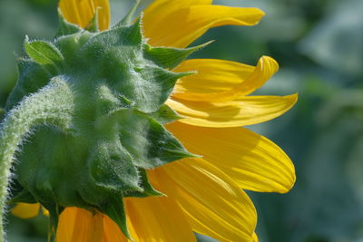 Close-up of yellow flower