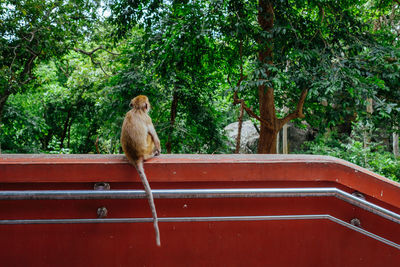 Monkey sitting in a forest