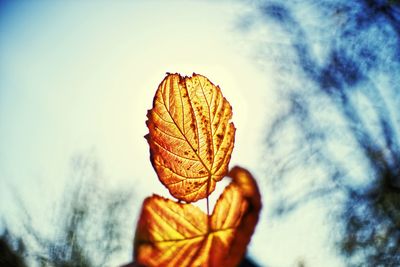 Close-up of dry leaf against sky