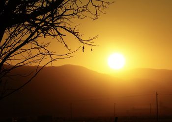 Silhouette of tree at sunset