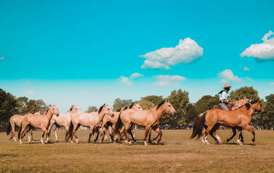 Man riding horse on land