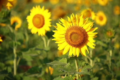 Close-up of sunflower on field