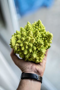 Close-up of hand holding romanesco