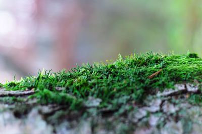 Close-up of lichen growing on tree