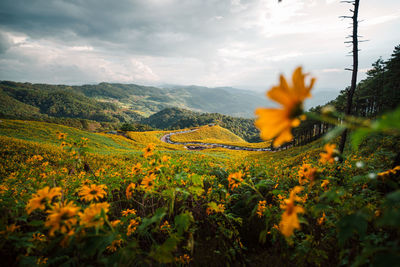 Scenic view of field against sky