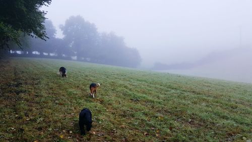 Sheep on field by trees against sky