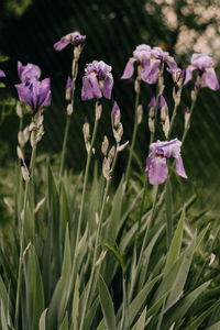 Close-up of purple flowering plants on field