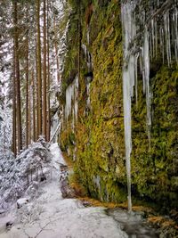 Scenic view of stream amidst trees in forest