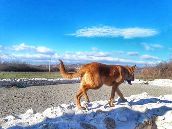 Horse standing on field against sky during winter