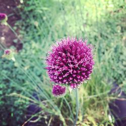 Close-up of purple flower blooming on field