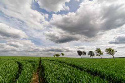 Scenic view of agricultural field against sky