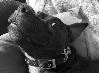 Close-up of dog on bed