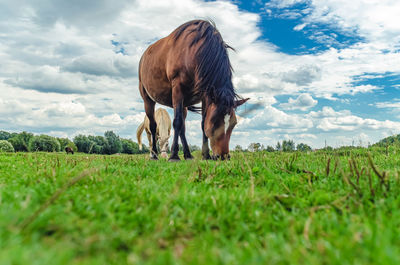 Meadow landscape brown horse with white spot on forehead grazes on grass. low view angle. 