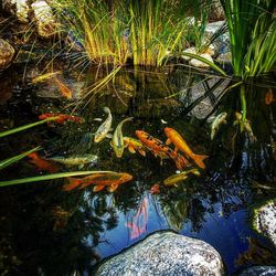 Reflection of trees in pond