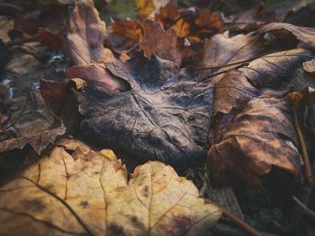 Close-up of dry maple leaves