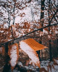 Close-up of autumnal tree during winter
