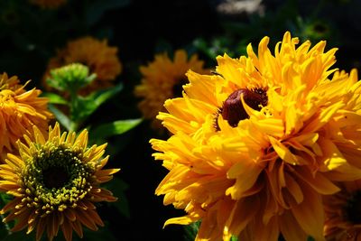 Close-up of yellow flower