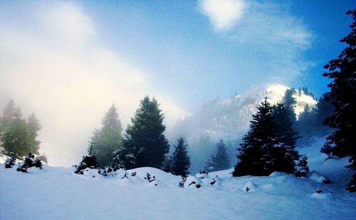 Trees on snow covered land against sky