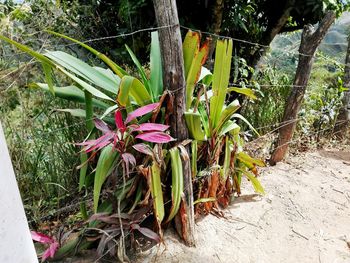 Plant growing on a tree