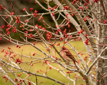 Close-up of bird perching on branch