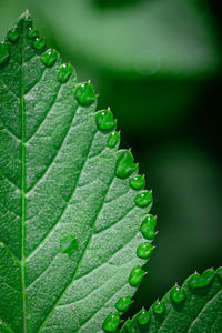 Close-up of wet plant leaves