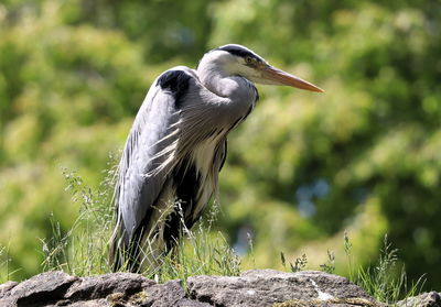 High angle view of gray heron perching on rock