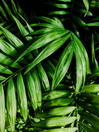 Full frame shot of fresh green plant