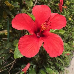Close-up of pink hibiscus blooming outdoors